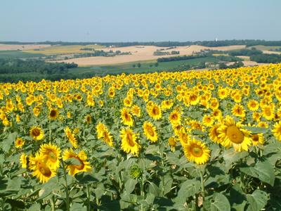 tournesols